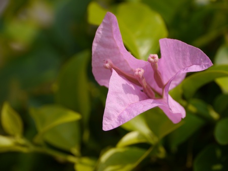 Paper Flower, Kertasの写真素材