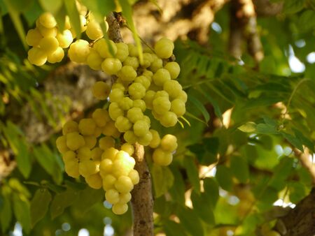 Otaheite Gooseberry, Phyllanthus Acidusの写真素材