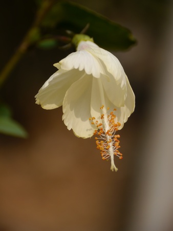 Hibiscus, Chinensis Roseの写真素材