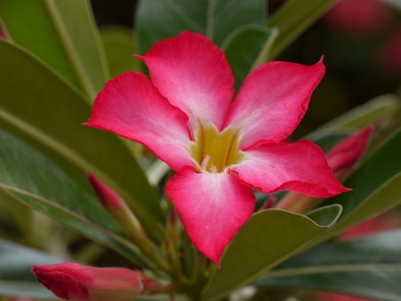 Desert Rose, Impala Lilyの写真素材