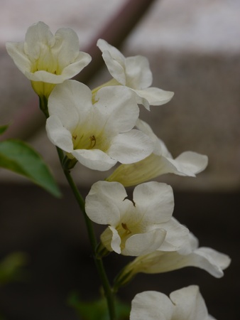 White Flowersの写真素材