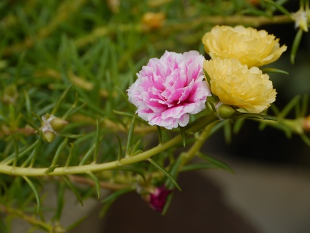 Colorful Flowers, Sun Plantの写真素材