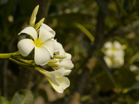 Frangipani, Plumeriaの写真素材