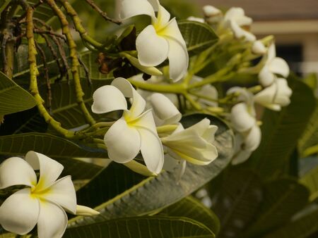 Frangipani, Plumeriaの写真素材