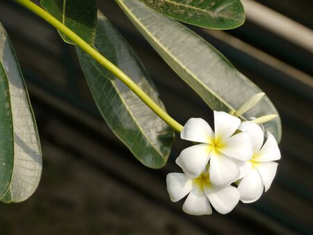 Frangipani, Plumeriaの写真素材