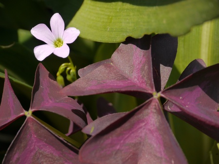 Forest Flowerの写真素材