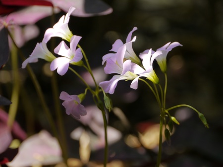 Forest Flowersの写真素材