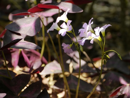 Forest Flowersの写真素材