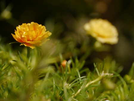 Sun Plant Flowersの写真素材