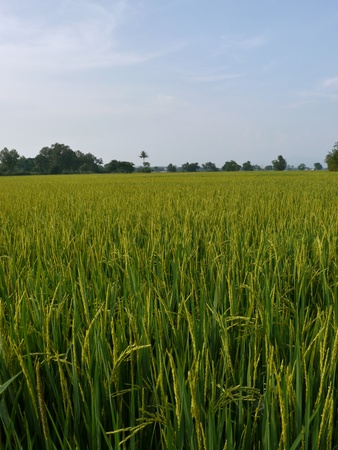 Rice Field Landscapeの写真素材