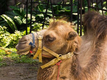 Camel in Bangkokの写真素材