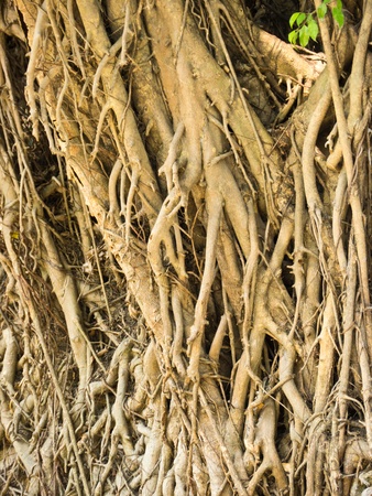 Tree Rootの写真素材