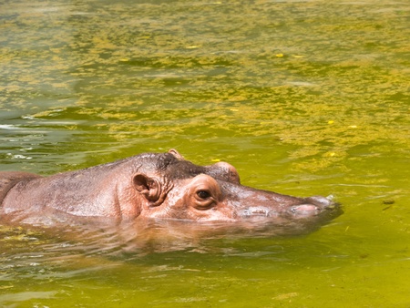 Hippopotamusの写真素材