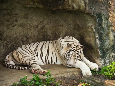 White Bengal Tigerの写真素材