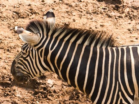 Burchell's Zebraの写真素材