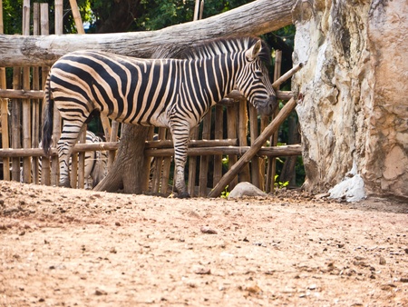 Burchell's Zebraの写真素材