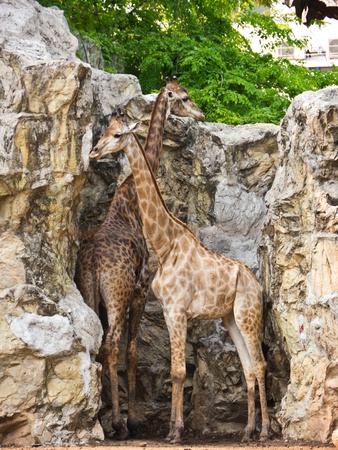 Giraffeの写真素材