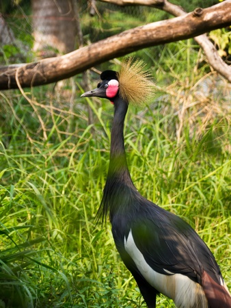Black Crowned Craneの写真素材