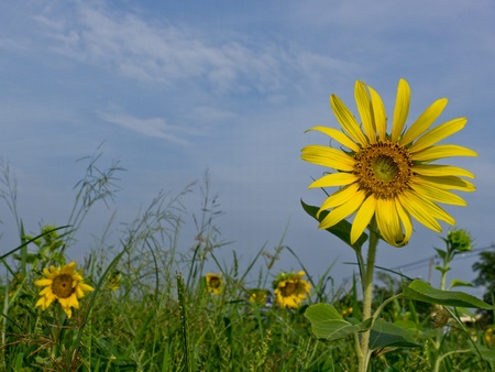 Sunflowers Fieldの写真素材