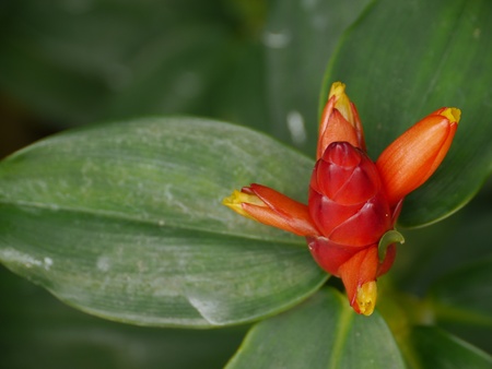 Red Button Gingerの写真素材