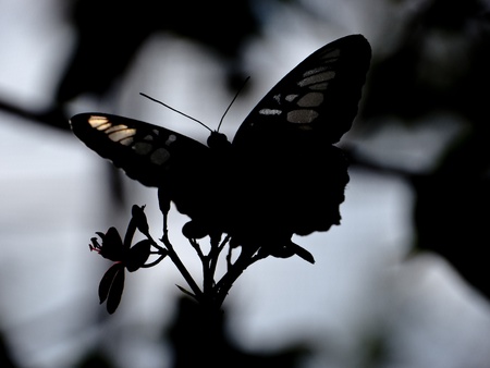 Butterfly Silhouetteの写真素材
