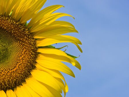 Sunflowerの写真素材