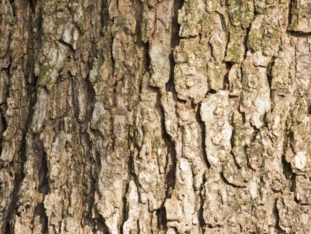 Wood Barkの写真素材
