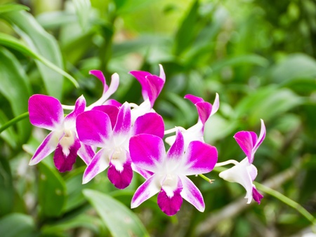 Purple orchid, Dendrobium soniaの写真素材