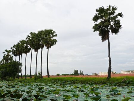 Lotus pond and palm trees landscapeの写真素材