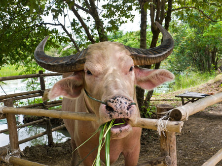 White buffaloの写真素材