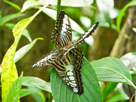 Two Clipper butterflies breed in butterfly garden in Bangkokの写真素材