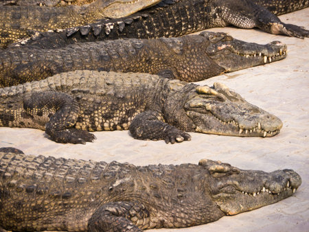 Crocodiles in farmの写真素材