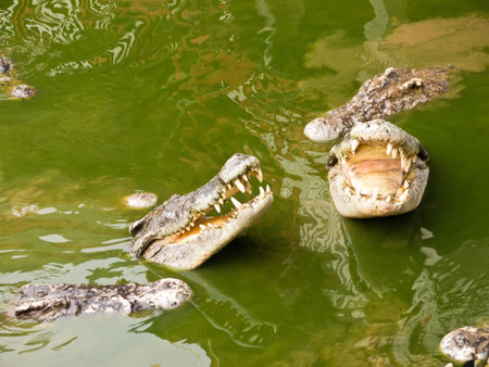 Crocodiles