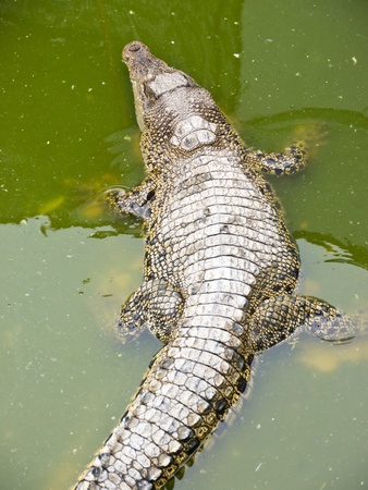 Crocodileの写真素材