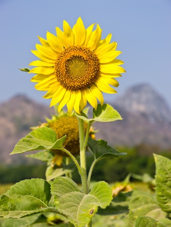 Sunflower in fieldの写真素材