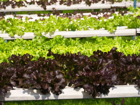 Vegetable gardenの写真素材