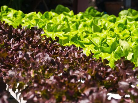 Vegetable gardenの写真素材