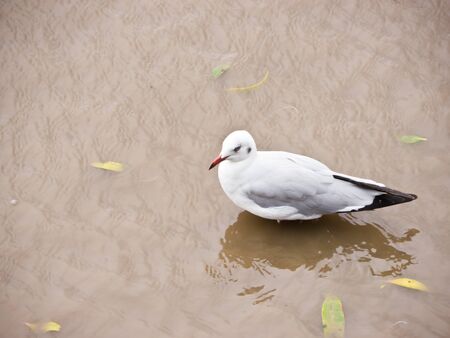 Seagull on seashoreの写真素材
