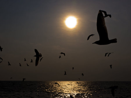 Flock of Seagulls at sunset over the seaの写真素材
