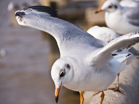 Seagull