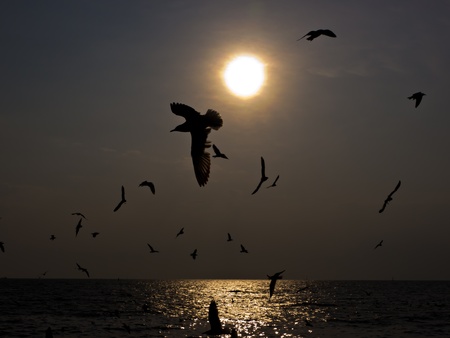 Flock of Seagulls at sunset over the seaの写真素材