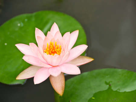 Waterlily in pondの写真素材