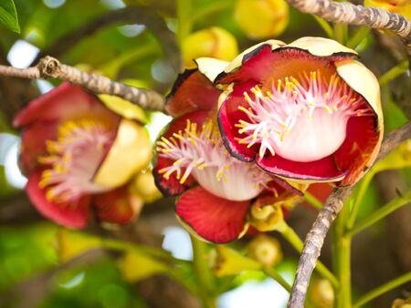 Sal tree or Cannonball treeの写真素材