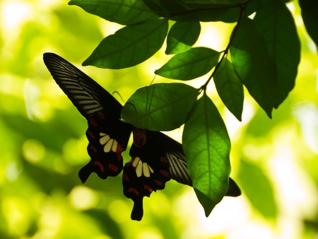 Butterfly and green leaveの写真素材