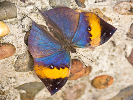 Indian leafwing butterfly