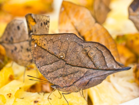 Indian leafwing butterfly in parkの写真素材