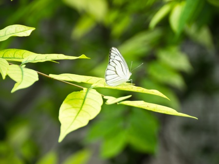 White butterfly on green leafの写真素材