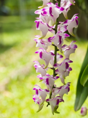 Aerides lawrenceaeの写真素材