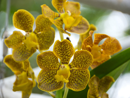 Phalaenopsis
