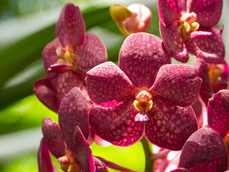 Orchidの写真素材